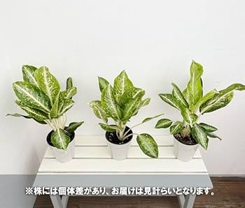 Amazon｜アグラオネマ：ミルキーウェイ 5号鉢植え[流通量の